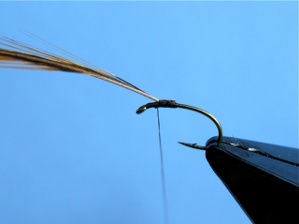 Crane Fly Step 1 Crane Fly Step 1
