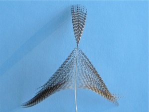 Crane Fly Step 2 Crane Fly Step 2