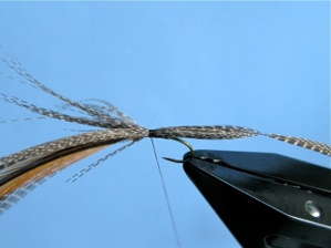 Crane Fly Step 3 Crane Fly Step 3
