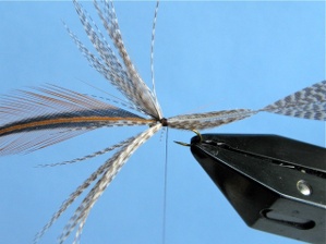 Crane Fly Step 4 Crane Fly Step 4