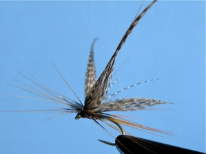 Crane Fly Step 5 Crane Fly Step 5